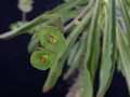 euphorbia bubalina 02