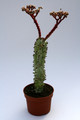 monadenium spectabile 8140