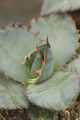 agave titanota 8715