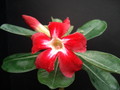adenium us star 02