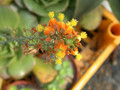 bulbine alooides2