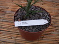 euphorbia stenoclada 1340