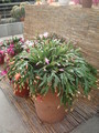 schlumbergera verkauf 4690