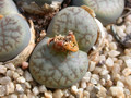 lithops pseudotruncatella mundhii c100 03