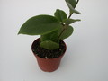 hoya crassiclaulis ipps1722 1432