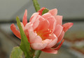 eh cherubim 5648 02