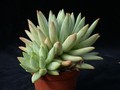 echeveria subalpina 01