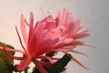 eh crenatus haagei 5820 09