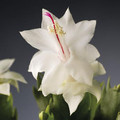 schlumbergera salvador brazil 535