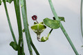 ceropegia distiucta haygarthii 9885