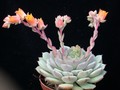 echeveria sonnenstrahl 01