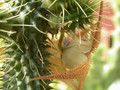 huernia pillansii 06