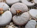 lithops ruschiorum nelii c102 01