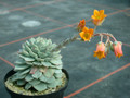 echeveria mexicensis es3147 03