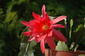 eh cecil cactus 5575 03