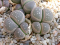 lithops olivacea c109 03
