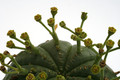 euphorbia meloforms 9789