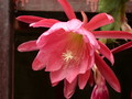 eh lovely lady 7580 570
