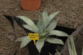 agave flexispina 02