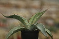 agave gigantensis sierra 8672