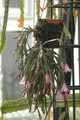 hatiora rosea frohning 9598 rbi 433 9391