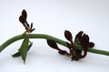 ceropegia rupicola mangelsdorff 1519