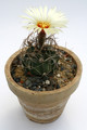 astrophytum senile el amparo 9821