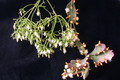 rhipsalis 9120