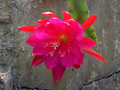 eh xmas bells 9860 0408