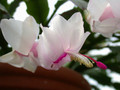 schlumbergera thor britta05