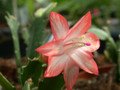 schlumbergera pasadena 09
