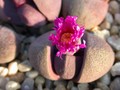 pleiospilos super red03