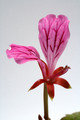 pelargonium endlicherianum 0596