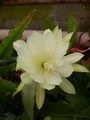 eh soft lights 8970 681