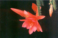 aporocactus gillian