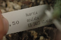 huernia occulta es3413 zimbabwe 03