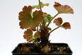 pelargonium endlicherianum 0594
