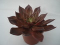echeveria affinis schwarzer prinz 8289