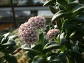 crassula aff morgans 1