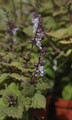 plectranthus ernestii 02