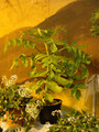 kalanchoe piniata