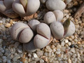 lithops ruschiorum c241 02
