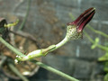 ceropegia juncea 01