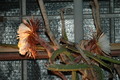 selenicereus grandiflorus koenigin 2006 05 9755