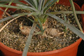 yucca aloifolia 8602