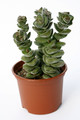 crassula green pagoda 7209