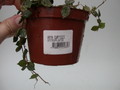 hoya curtisii 3991
