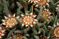 cheiridopsis carnea 02