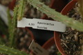 aporocactus sunrise 1057