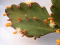 rhipsalis pachyptera 2044